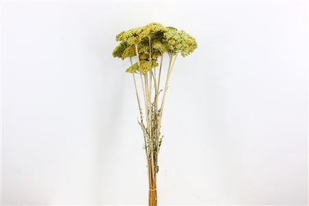 <h4>Dried Achillea Frosted Mint Green Bunch</h4>