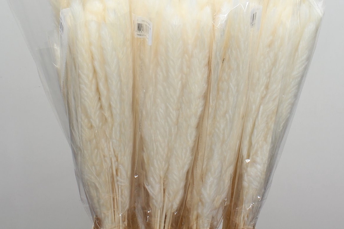<h4>Dried Fluffy Pampas Bleached Bunch</h4>