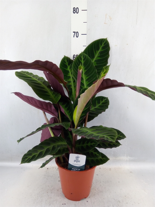 <h4>Calathea Warscewiczii</h4>