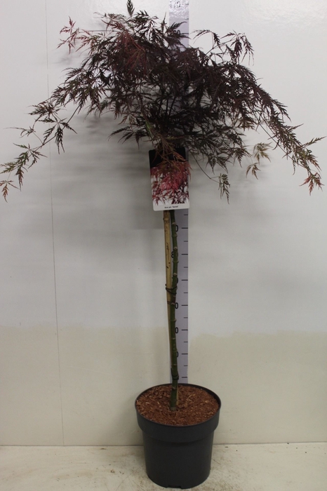 <h4>Acer palmatum 'Garnet'</h4>