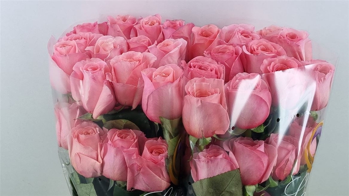 <h4>R Gr Pink Xpression Ll</h4>