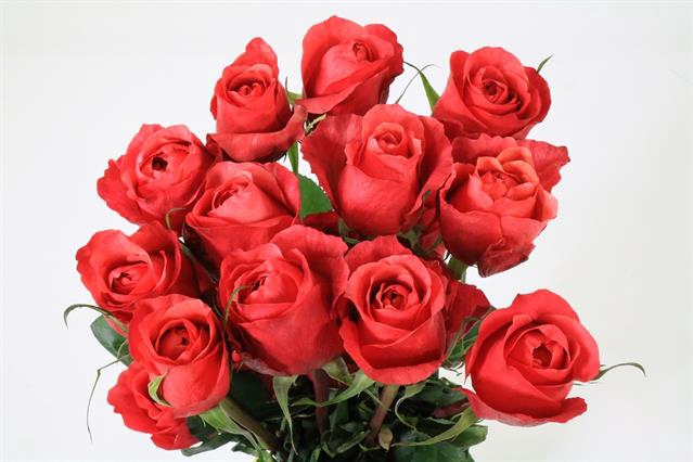 <h4>Rosa ec dark xpression</h4>