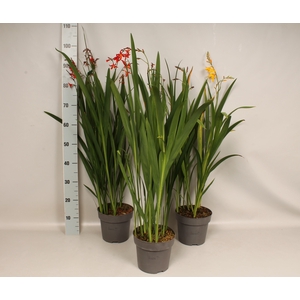 vaste planten 19 cm  Crocosmia Divers