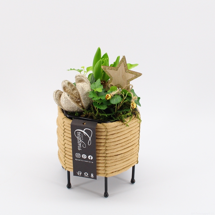 <h4>HYCXM-2301 Hyacint Kerst</h4>