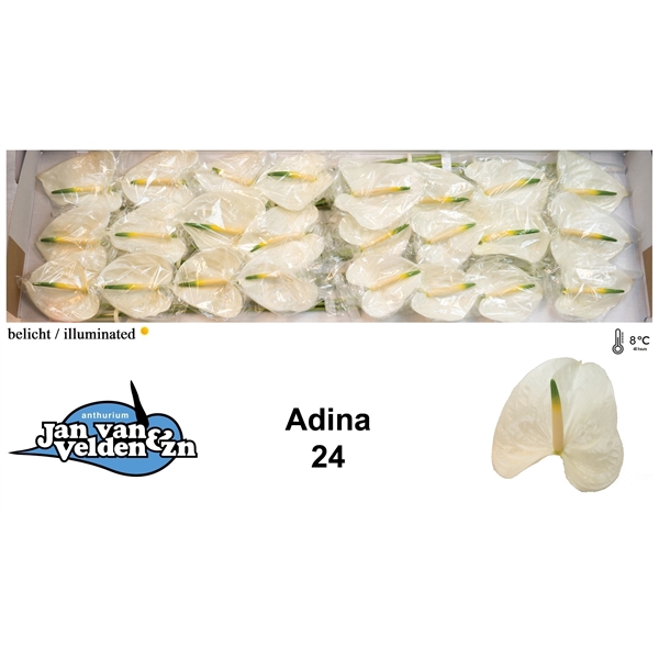 <h4>Adina 50</h4>