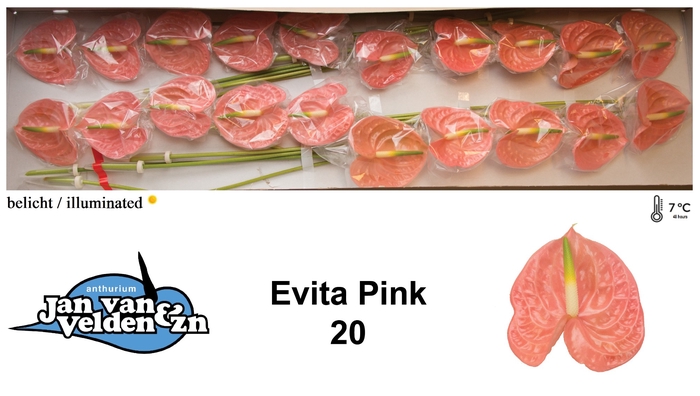 <h4>Evita Pink 20</h4>