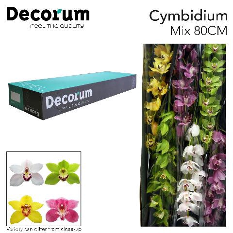 <h4>Cymbidium. mix</h4>