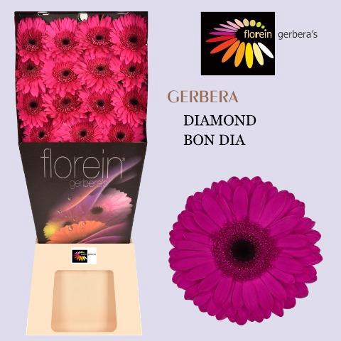 <h4>Gerbera diamond bon dia</h4>