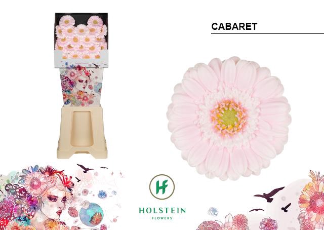 <h4>Germini diamond cabaret</h4>