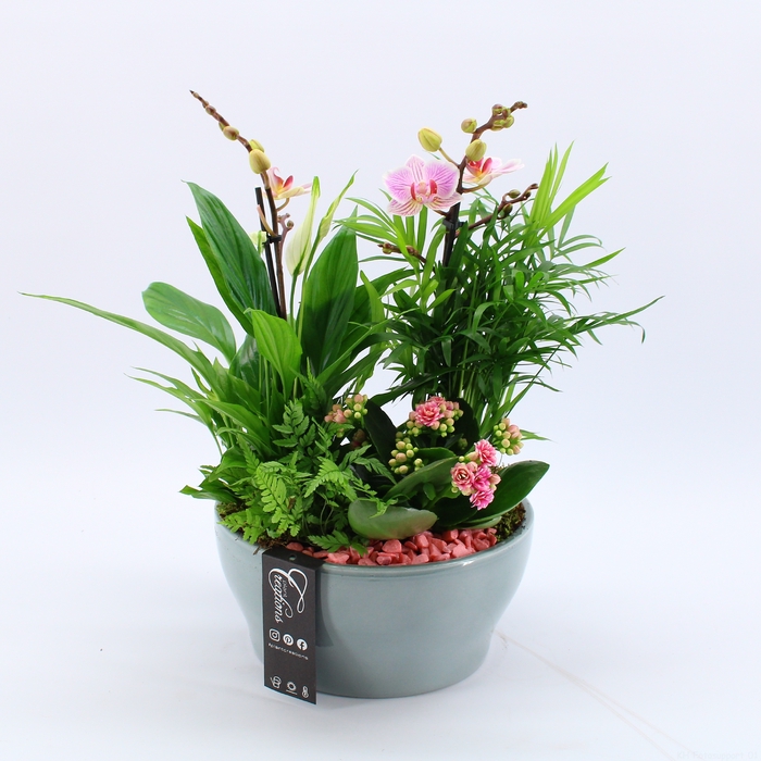 <h4>PHAL-23035RZ Phalaenopsis creatie</h4>