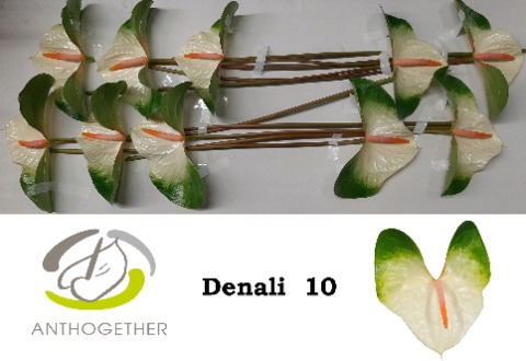 <h4>Anthurium denali</h4>