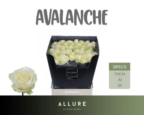 <h4>R GR AVALANCHE+</h4>