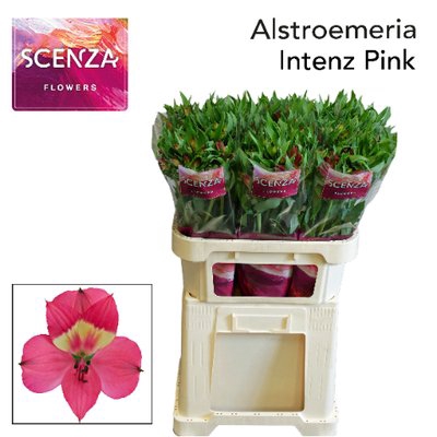 <h4>Alstroemeria intenz pink</h4>
