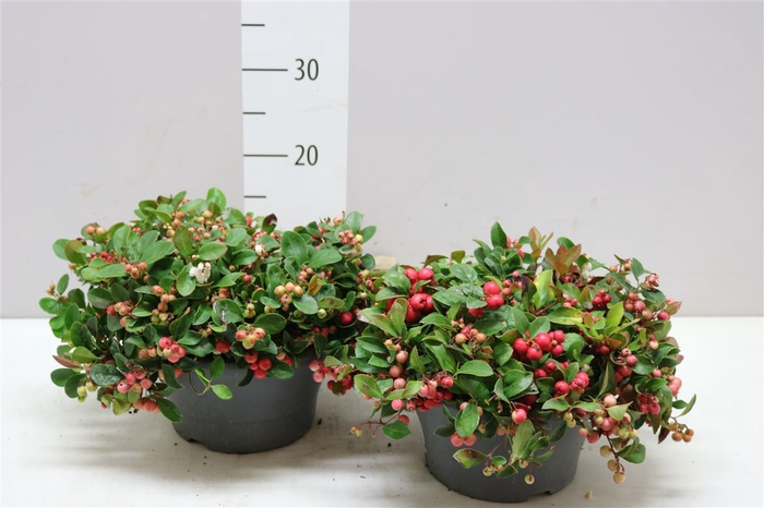 <h4>Gaultheria Procumbens Schaal Speedy Baron</h4>