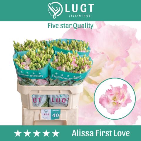 <h4>Eus G Alissa Fi Love</h4>