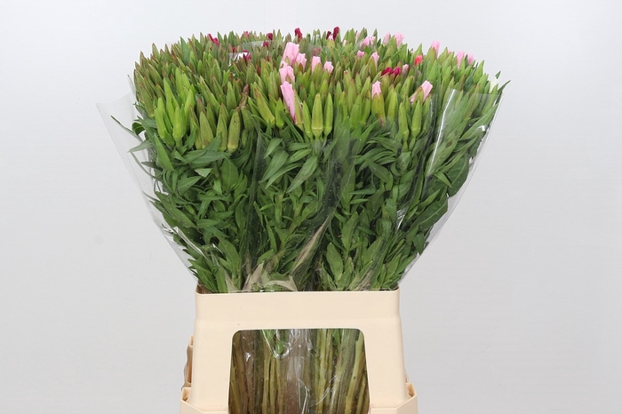 Clarkia Mix