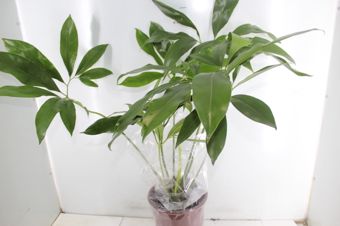 <h4>PHILODENDRON GOELDII P23</h4>