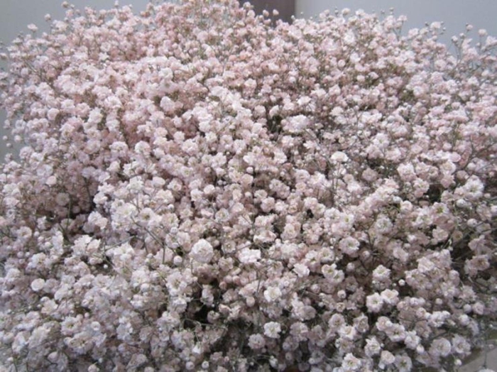 <h4>Gipsophilla Xlence Rose</h4>