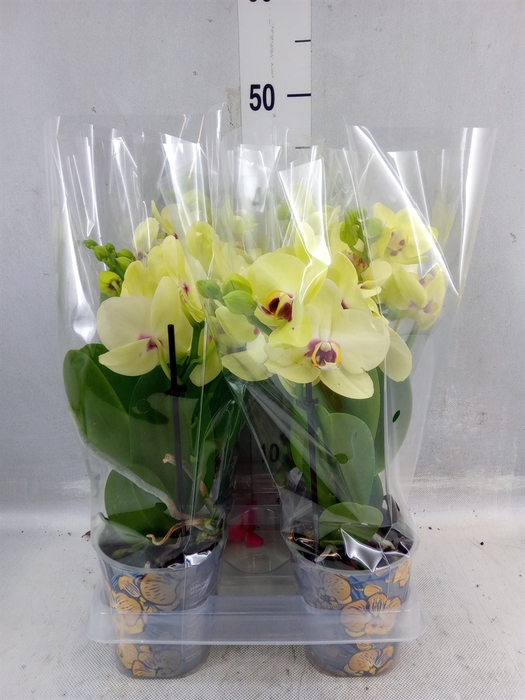 <h4>Phalaenopsis 'motagua'</h4>