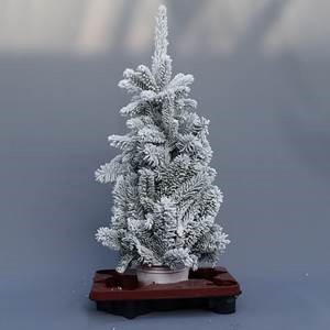 <h4>Abies paraffin</h4>