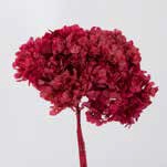 <h4>Hydrangea / Hortensia Pink HRT/0400</h4>