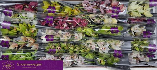 <h4>Minicymbidium mix</h4>