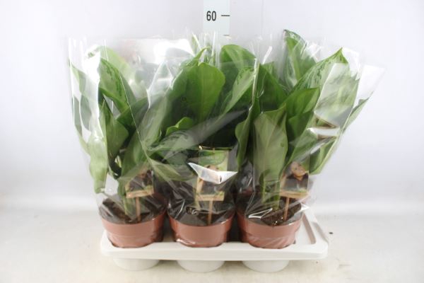 <h4>Aglaonema  'Silver Bay'</h4>