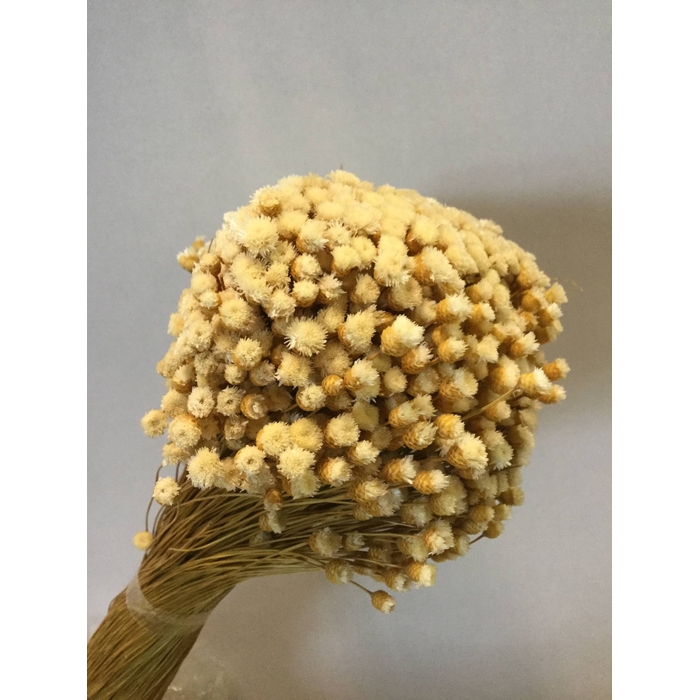 <h4>DRIED FLOWERS - HAPPY FLOWER NATURAL 150GR</h4>