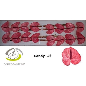 Anth A Candy 16