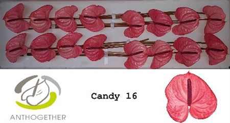 <h4>Anth A Candy 16</h4>