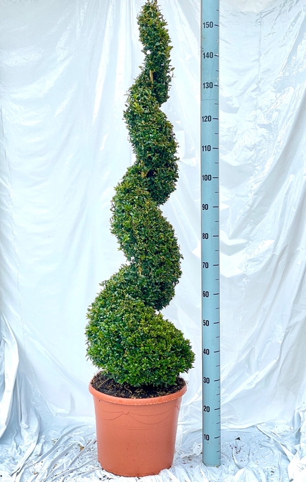 <h4>BUXU SEMPERVIRENS</h4>