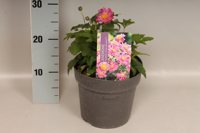 <h4>vaste planten 19 cm  Anemone Pretty Lady Emily</h4>