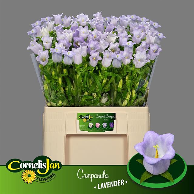 <h4>Campanula medium champion lavender</h4>