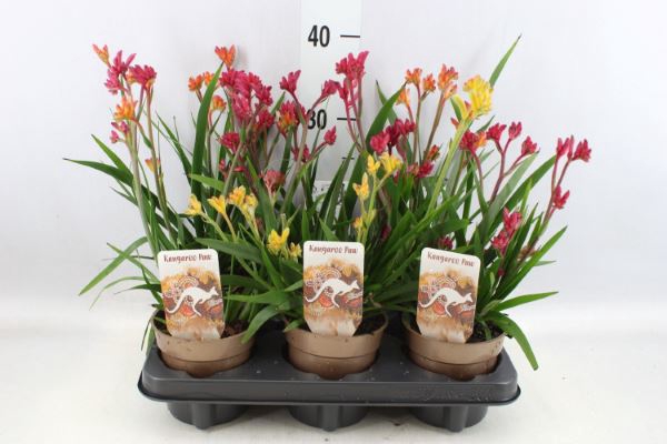 <h4>Anigozanthos   ...mix</h4>