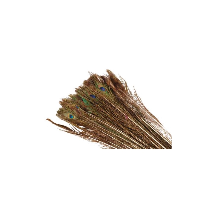 <h4>Basic Feather Peacock L100-110</h4>