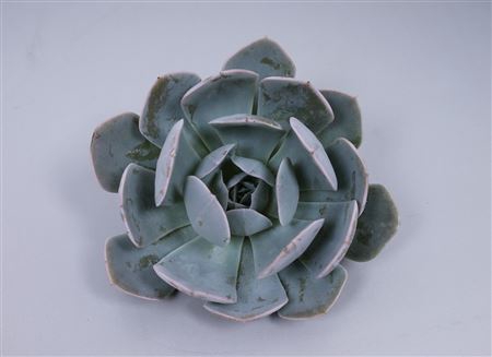 <h4>Echeveria grey prince cutflower</h4>