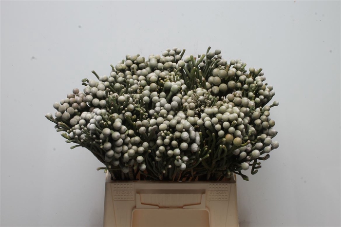 <h4>Kaaps Brunia Silver</h4>