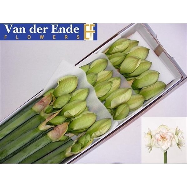 <h4>Hippeastrum double nymph</h4>