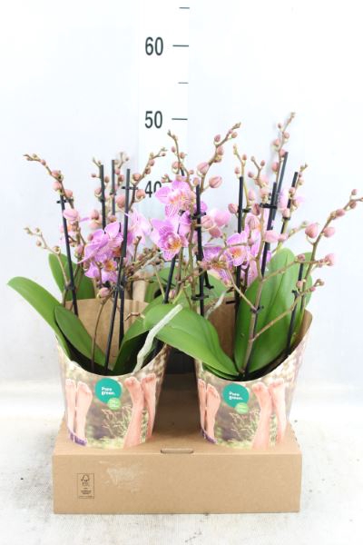 <h4>Phalaenopsis   ...rose</h4>