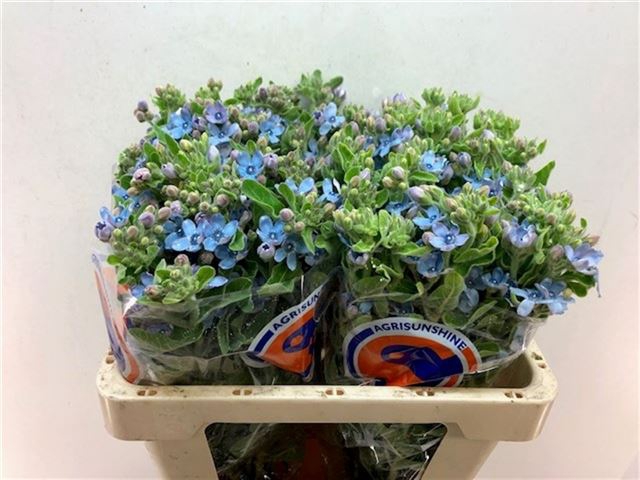 <h4>Oxypetalum tanioka pure blue</h4>