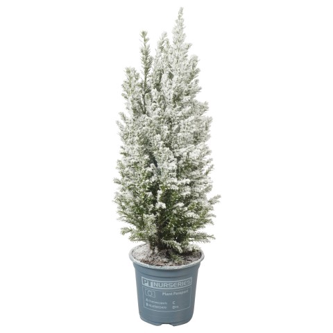 <h4>PTK23102 Chamaecyparis lawsoniana 'Ellwoodii'</h4>