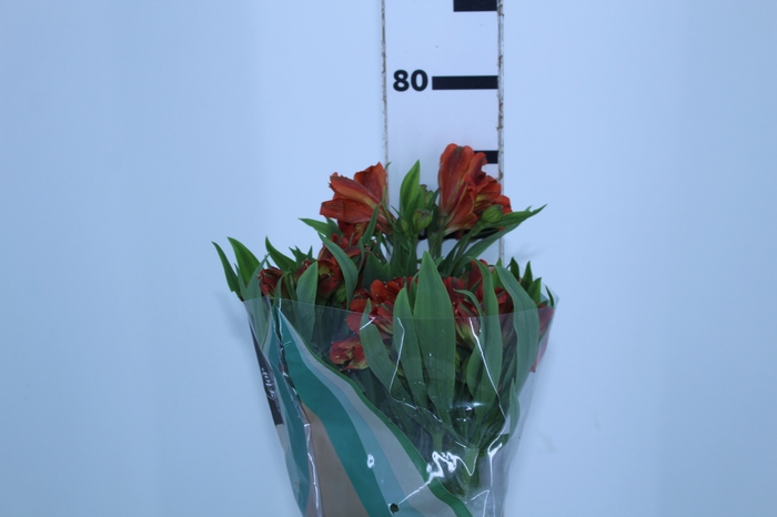 <h4>ALST. CHEERIO 070 CM</h4>