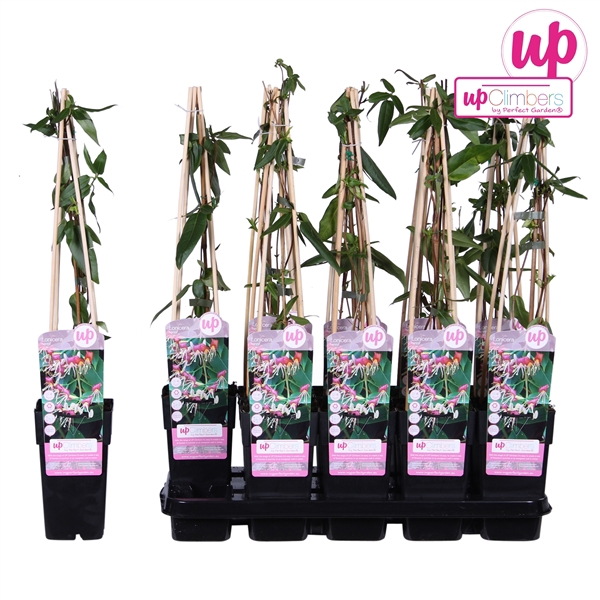 <h4>Lonicera henryi P15</h4>