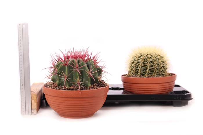 <h4>Cactus ...</h4>
