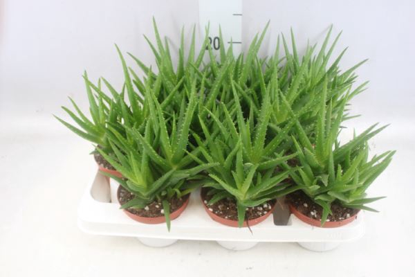 <h4>Aloe   ...</h4>