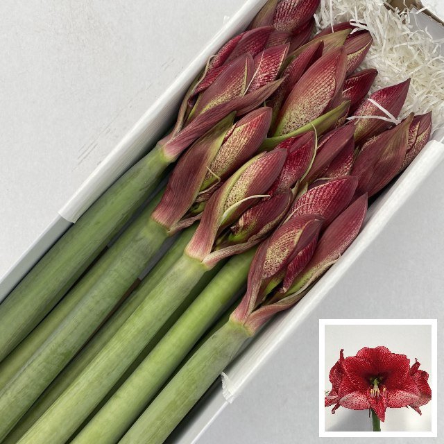 <h4>Hippeastrum maestro</h4>