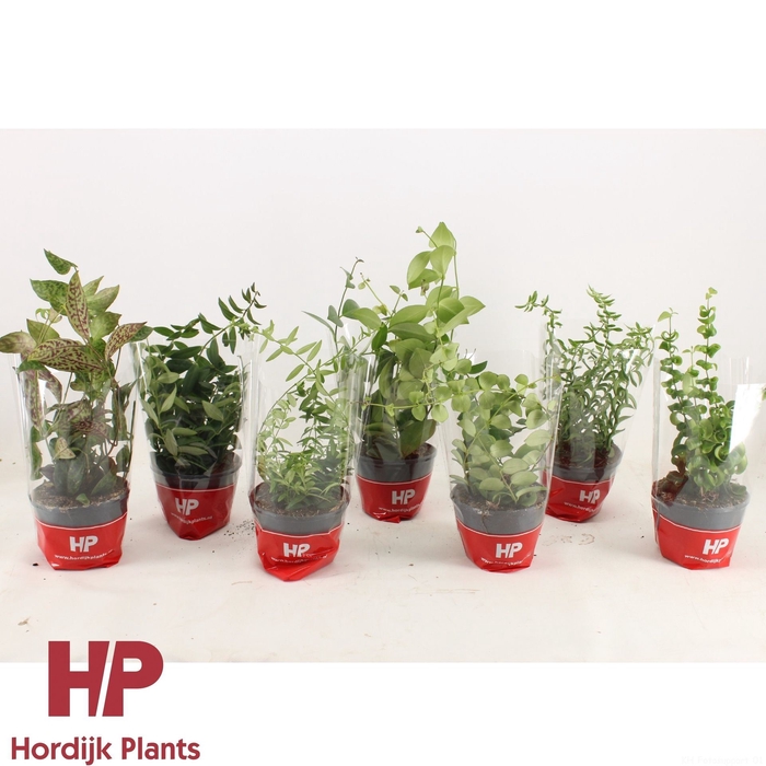 <h4>Aeschynanthus overig</h4>