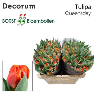 <h4>Tulipa do queensday</h4>