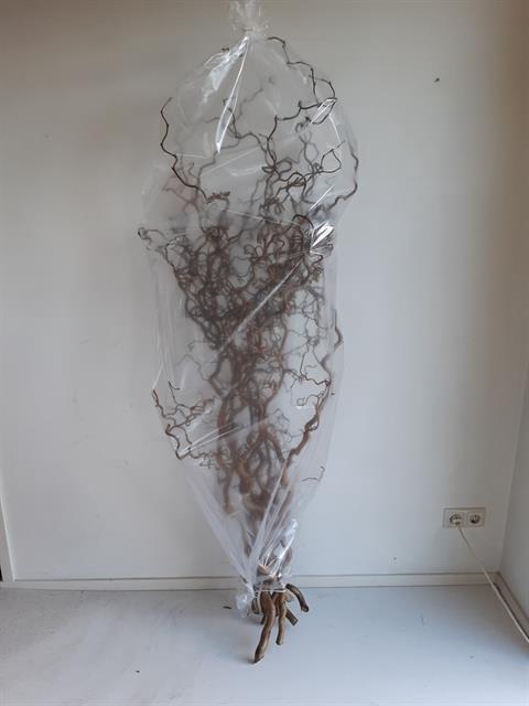 <h4>Corylus contorta</h4>