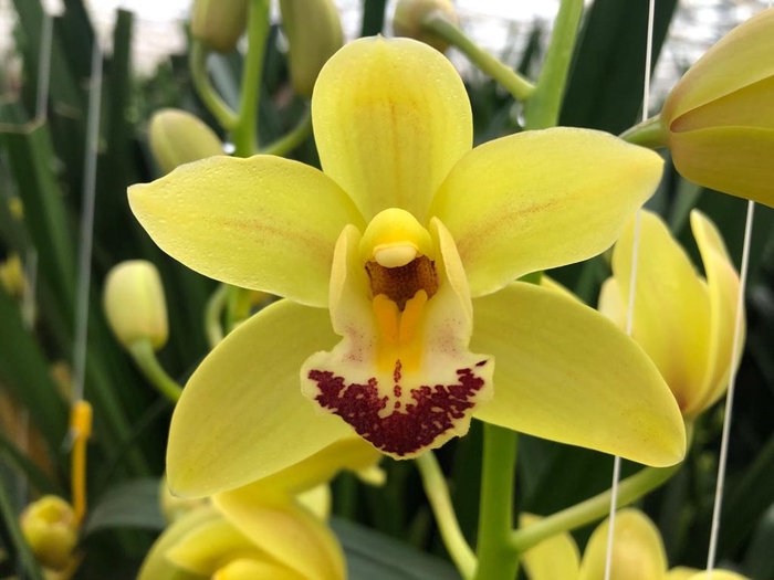 <h4>Minicymbidium mary del rey</h4>